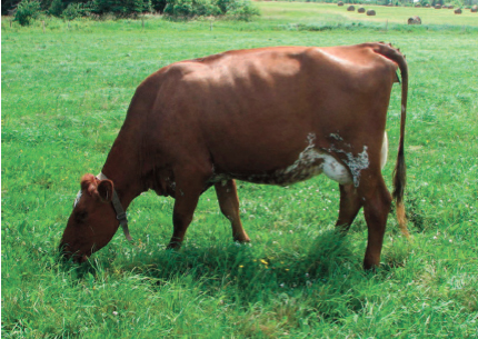 New Fat Champion Milking Shorthorn