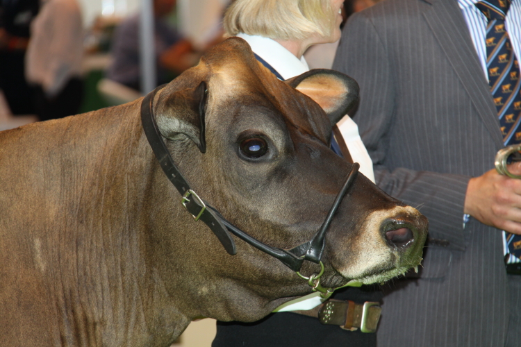 UK Livestock Event 2014 Jersey Show Cowsmo