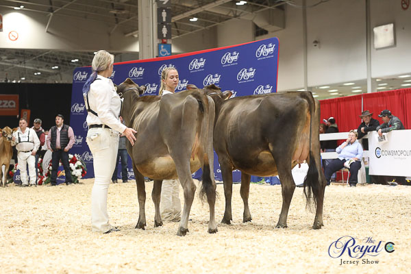 Royal Jersey Show 2018 Cowsmo Royal Winter Fair Jersey Show 2022