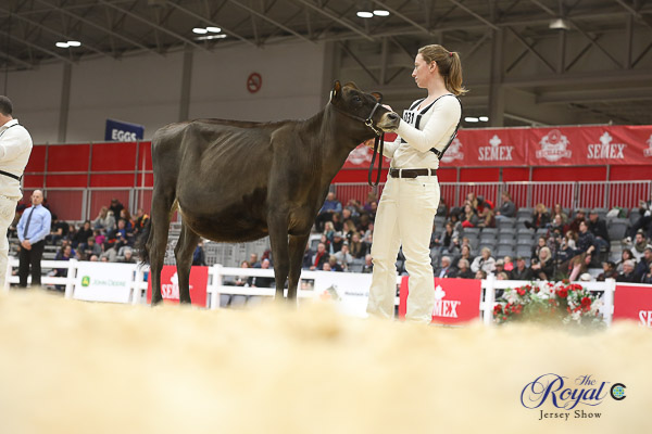 Royal Jersey Show 2018 Cowsmo Royal Winter Fair Jersey Show 2022