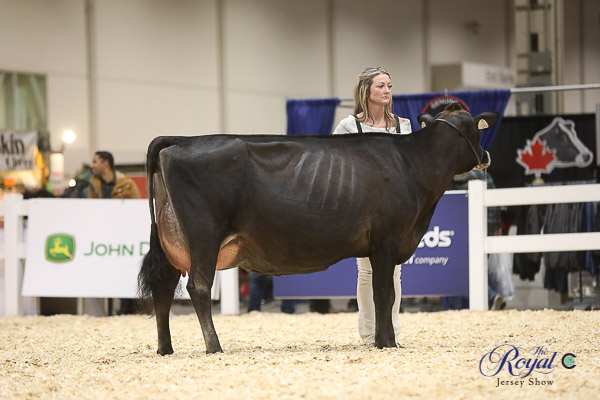 Royal Jersey Show 2018 Cowsmo Royal Winter Fair Jersey Show 2022