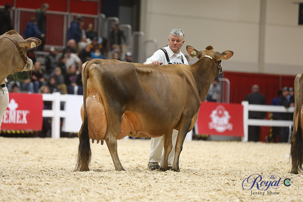 Royal Jersey Show 2018 Cowsmo Royal Winter Fair Jersey Show 2022