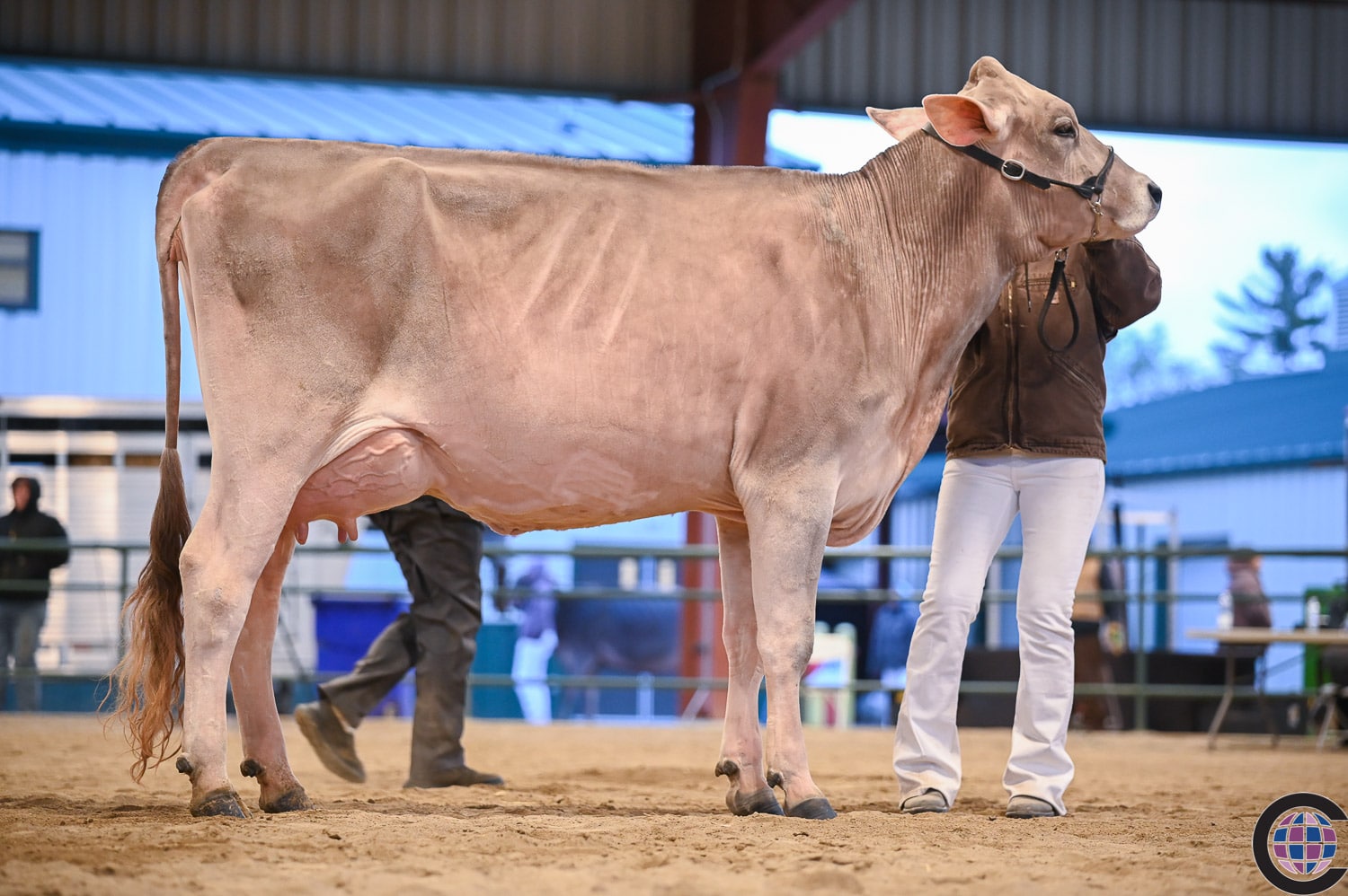 Openroad jersey bull Clearance